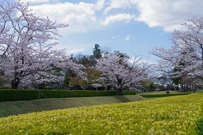 🏯 사쿠라성터 공원(사쿠라조시코엔) 이미지 2